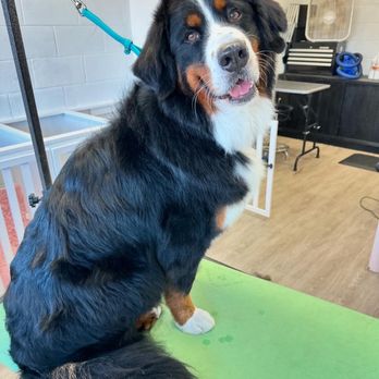 Molly Grooms Dogs - Pet Groomers Near Me - Orange, California Molly Grooms Dogs - Pet Groomers Near Me - Orange, California