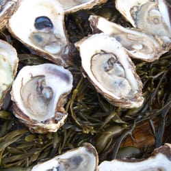 A Taste of Nantucket