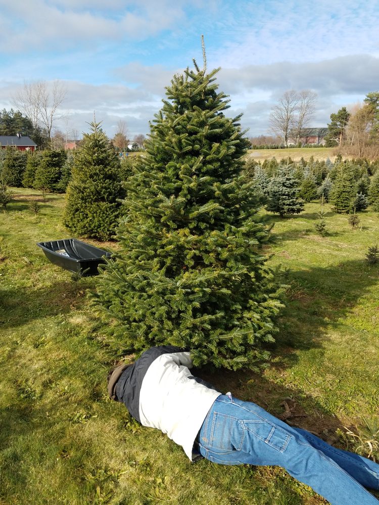 CROSSEN CHRISTMAS TREE FARM 12 Photos Christmas Trees 1198 Judge