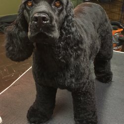 Pine Street Pet Grooming - My names Mitzi. I'm just a pretty girl. Don't you think?