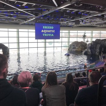 Shedd Aquarium - The dolphin show. - Aquariums Near Me - Chicago, Illinois