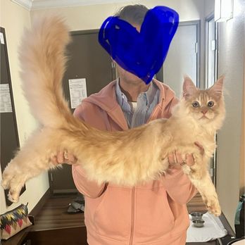 House Lynx Maine Coons - Pet Breeders Near Me