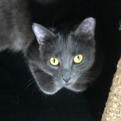 Safe Haven Veterinary Hospital