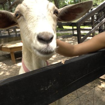 Terra Verde Farm - Goat - Petting Zoos Near Me - Apopka, Florida Terra Verde Farm - Goat - Petting Zoos Near Me - Apopka, Florida
