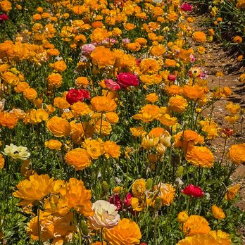 The Flower Fields - more flowers - Venues & Event Spaces Near Me - Carlsbad, California