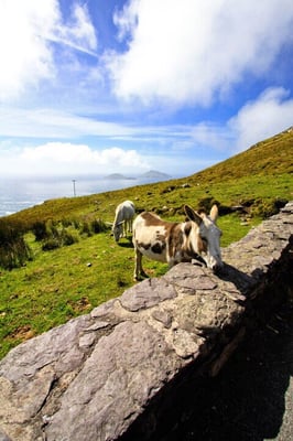 Railtours Ireland First Class! by null