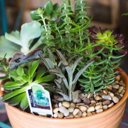 Natures Splendor Florist - Succulents are popular low maintenance plants.