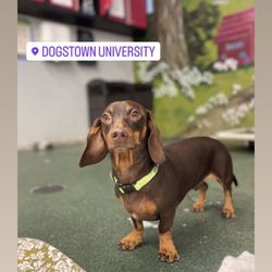 Dogstown University - Having a great time