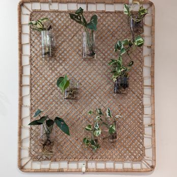 Bom Dia Cafe - Great plant/wall art. - Acai Bowls Near Me - Portland, Maine