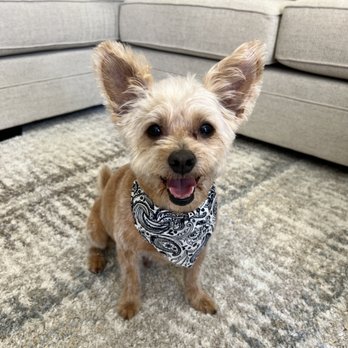 Aloha Mobile Dog Grooming - Pet Groomers Near Me Aloha Mobile Dog Grooming - Pet Groomers Near Me