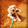 Photo of Best In Home Dog Services