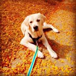 Best In Home Dog Services - Clark
