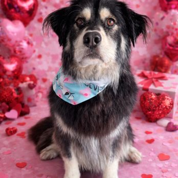 Lokis Locks - Pet Groomers Near Me - Oceanside, California Lokis Locks - Pet Groomers Near Me - Oceanside, California