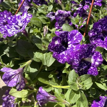 Gertens - Nurseries & Gardening Near Me - Inver Grove Heights, Minnesota