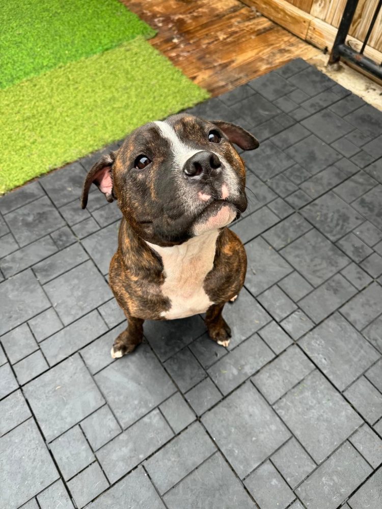 PHOENIX WAGGY TAILS Updated September 2024 15 Photos & 14 Reviews