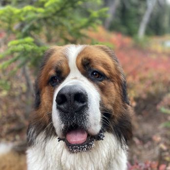 Tails & Trails - Pet Sitting Near Me Tails & Trails - Pet Sitting Near Me