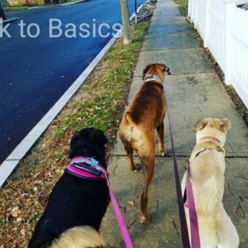 Bark to Basics Quincy - Dog walks - Dog Walkers Near Me - Quincy, Massachusetts Bark to Basics Quincy - Dog walks - Dog Walkers Near Me - Quincy, Massachusetts