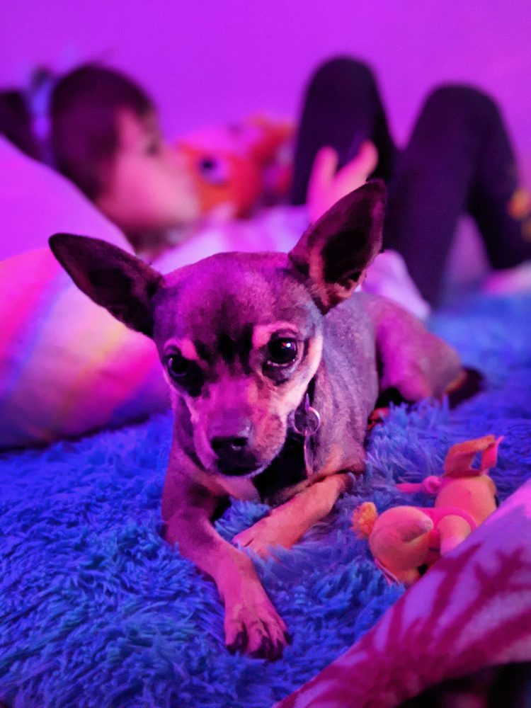 ANIMAL RESCUE LEAGUE OF EL PASO Updated August 2024 23 Photos & 17