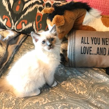 Texas Ragdoll Kittens - Well loved and raised at home. Our babies are the best in Texas. https://txragdollkitten.com/available-kittens/ - Pet Breeders Near Me Texas Ragdoll Kittens - Well loved and raised at home. Our babies are the best in Texas. https://txragdollkitten.com/available-kittens/ - Pet Breeders Near Me