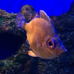 Aquarium Donostia-San Sebastian - Uno de los peces