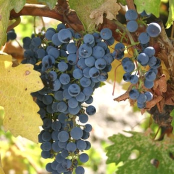Mid.Point Winery - Cab grapes Late to ripen, October 2008 - Wineries Near Me - Paso Robles,, California Mid.Point Winery - Cab grapes Late to ripen, October 2008 - Wineries Near Me - Paso Robles,, California