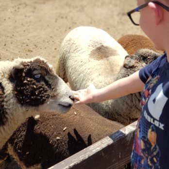 Oasis Camel Dairy - Sheep! - Attraction Farms Near Me - Ramona, California Oasis Camel Dairy - Sheep! - Attraction Farms Near Me - Ramona, California