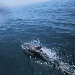 Santa Barbara Divers