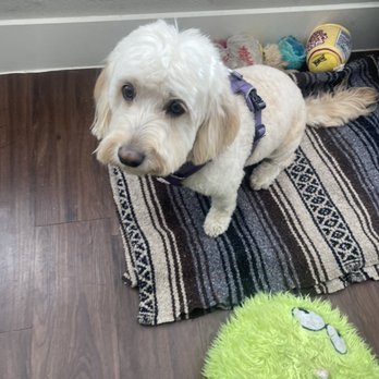 Doggy Downtime - Pet Groomers Near Me - Wheat Ridge, Colorado