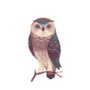 Photo of Wise Owl Accounting