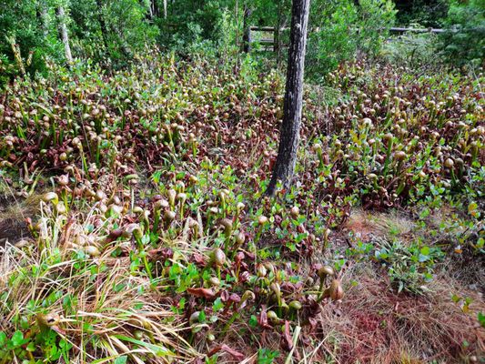 Darlingtonia State Natural Site by null