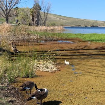 Contra Loma Regional Park - Lots of ducks and geese near the water - Parks Near Me - Antioch, California Contra Loma Regional Park - Lots of ducks and geese near the water - Parks Near Me - Antioch, California