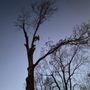 Photo of Accurate Tree Service