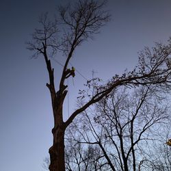 Accurate Tree Service