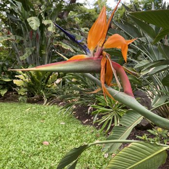 Foster Botanical Garden - Botanical Gardens Near Me - Honolulu, Hawaii
