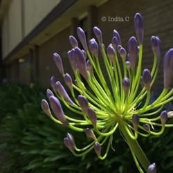 Shirley Chung, MD - Lily of the valley in the courtyard.