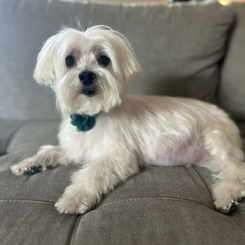 Wow! My dog - After :) they gave him a little bow - Pet Groomers Near Me Wow! My dog - After :) they gave him a little bow - Pet Groomers Near Me