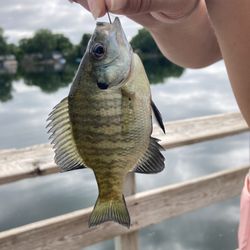Michael LaCanne Memorial Park - Fishing with the kids