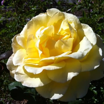 Point Defiance Rose Garden - Botanical Gardens Near Me - Tacoma, Washington