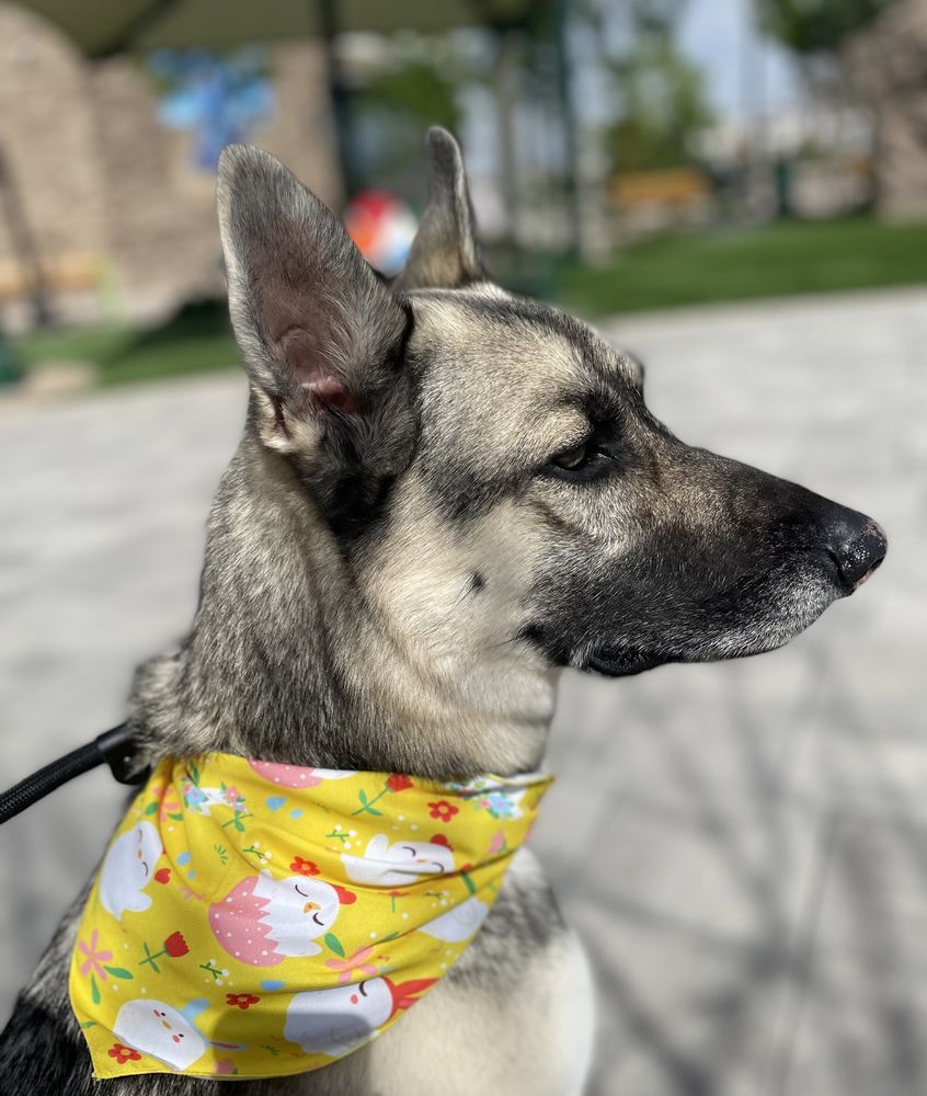 PIXIE STICKS DOG BOUTIQUE Updated August 2024 42 Photos & 40