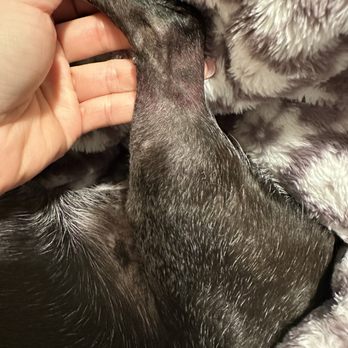 Lien Animal Clinic, A Thrive Pet Healthcare Partner - Bruise on her leg - Veterinarians Near Me - Seattle, Washington