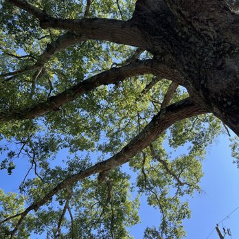 Fellows Cafe - Tree out side of Fellows ! - Breakfast & Brunch Near Me - Roswell, Georgia