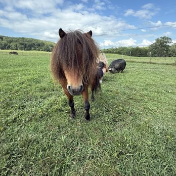 Little Tail Farms - Vacation Rentals Near Me - Dunlap, Tennessee Little Tail Farms - Vacation Rentals Near Me - Dunlap, Tennessee