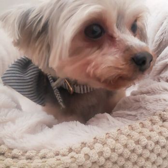 American Pet Resort & Spa - Pet Groomers Near Me - Glendora, California