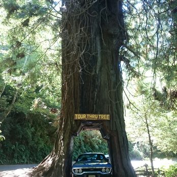 Tour Thru Tree - Local Flavor Near Me - Klamath, California