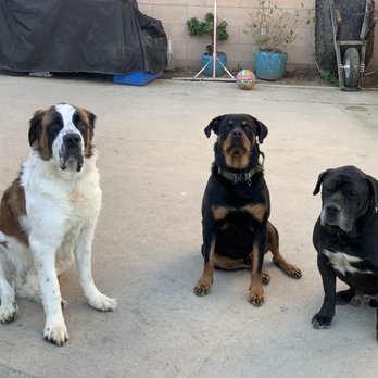 Off Leash K9 Training  - Pet Training Near Me - Murrieta, California