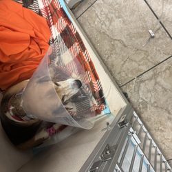 Denton County Animal ER