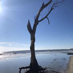 Boneyard beach tree Boneyard beach tree
