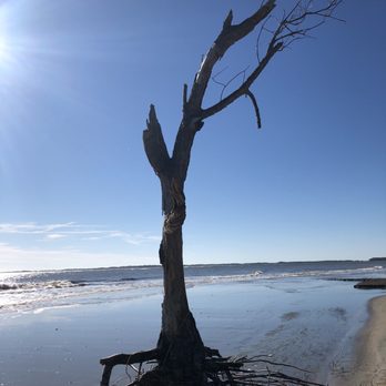 Folly Beach County Park - Boneyard beach tree - Parks Near Me - Folly Beach, South Carolina Folly Beach County Park - Boneyard beach tree - Parks Near Me - Folly Beach, South Carolina