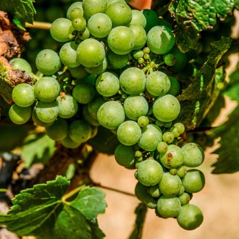Green Dream Tours - Wine Tours Near Me Green Dream Tours - Wine Tours Near Me