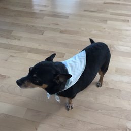 William loves his bandana!